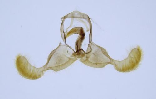 Dichrorampha plumbagana